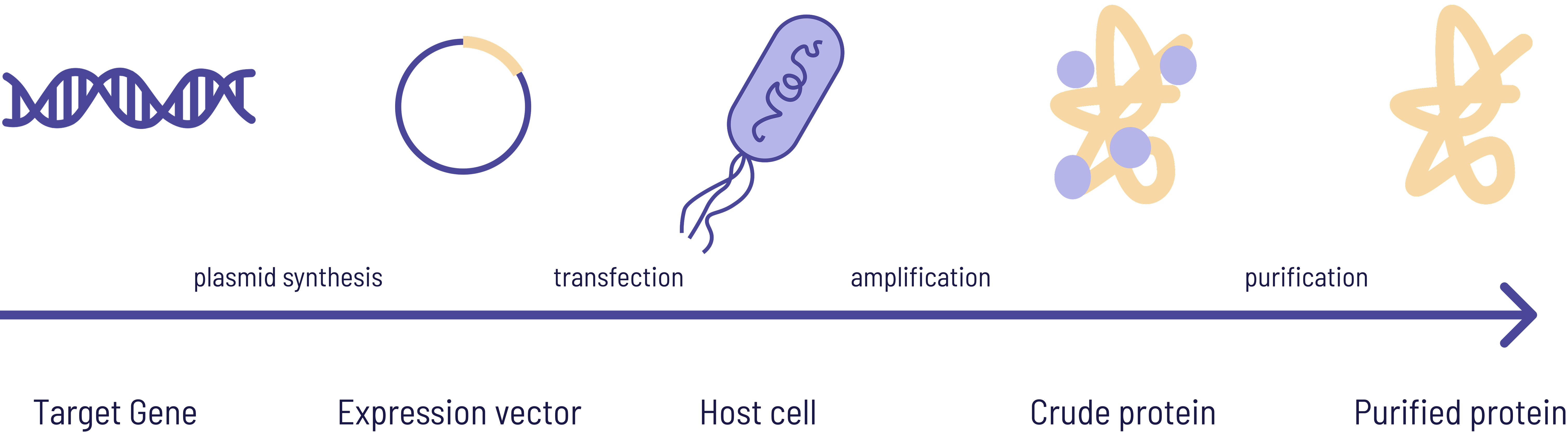 Protein Expression Workflow